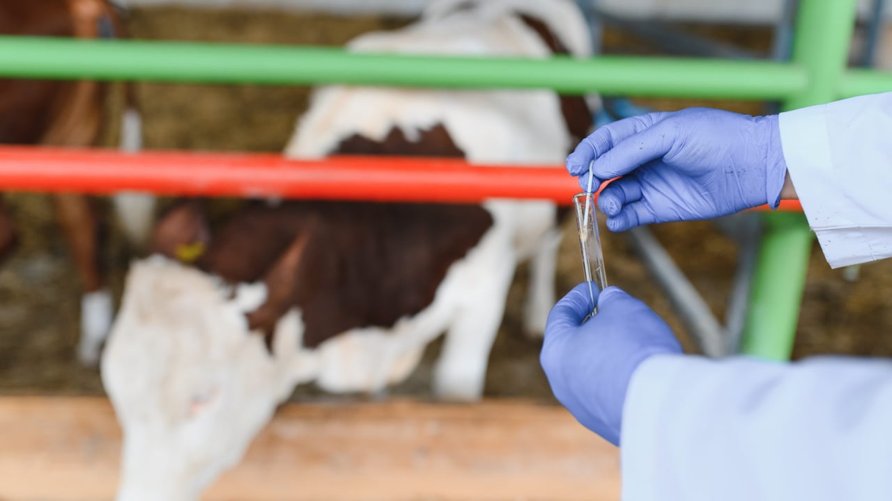 Boehringer Ingelheim MD elected president of global animal health association