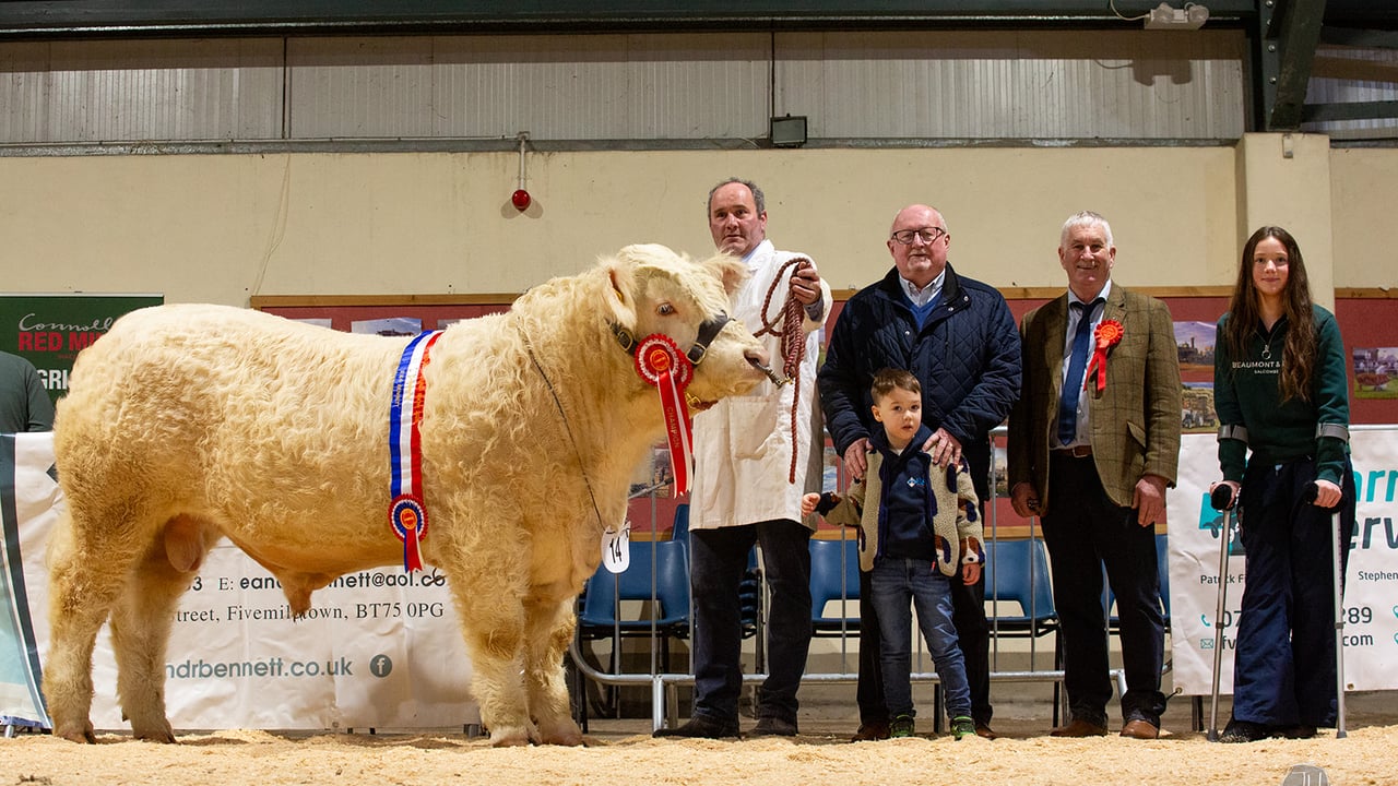 Results: Fermanagh pedigree cattle breeders end showing year in style