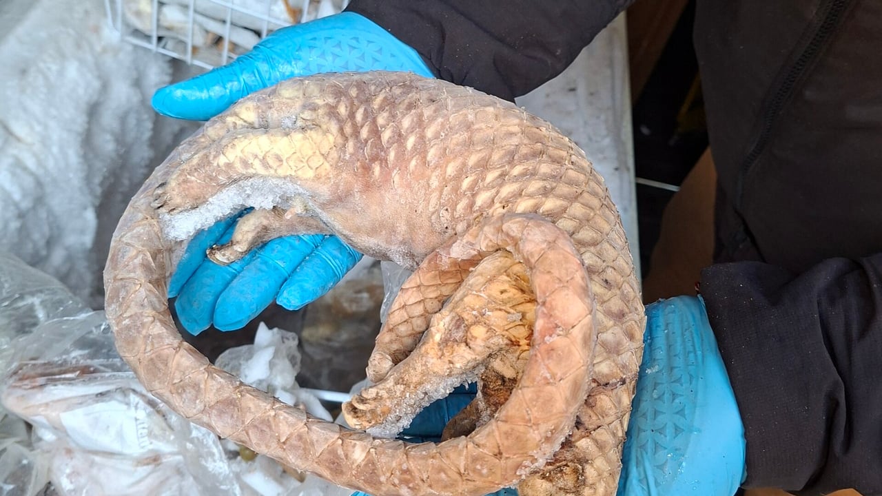 Man arrested after 38kg of illegal bushmeat seized