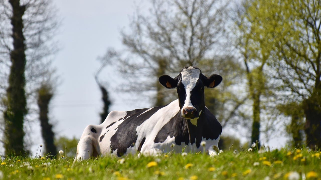 Introduction of bird flu from US dairy cattle to Europe ‘very unlikely’ – EFSA