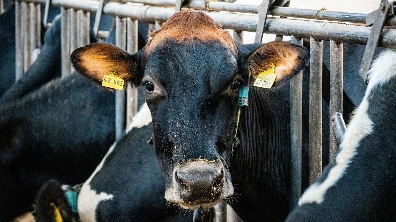 What are the benefits of parlour-training heifers?