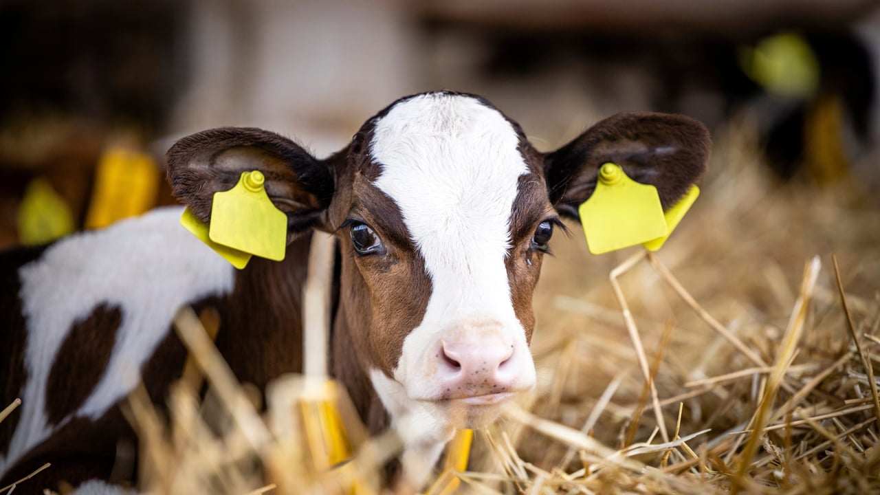 DAERA to introduce EID tagging for newborn cattle in NI