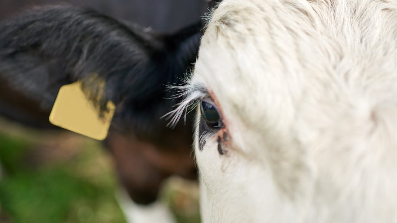 UFU: ‘No intention to cull animals’ at this time in relation to bluetongue