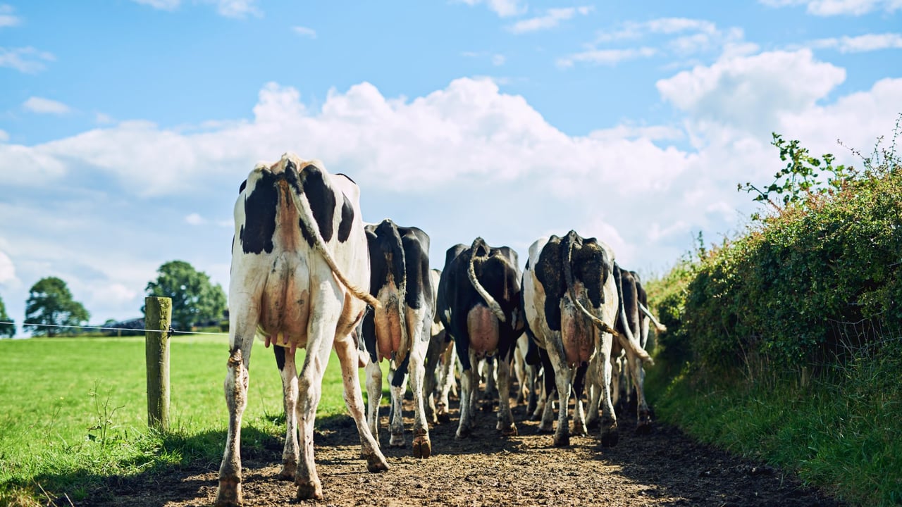 Designing a lameness control plan for 2026