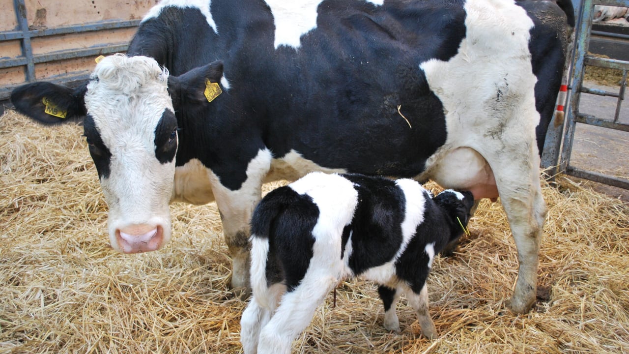 Preparing for quality colostrum ahead of the calving season
