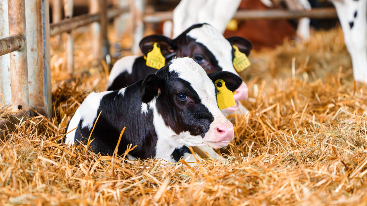 Farmers’ views sought on DAERA plans for EID tags on calves