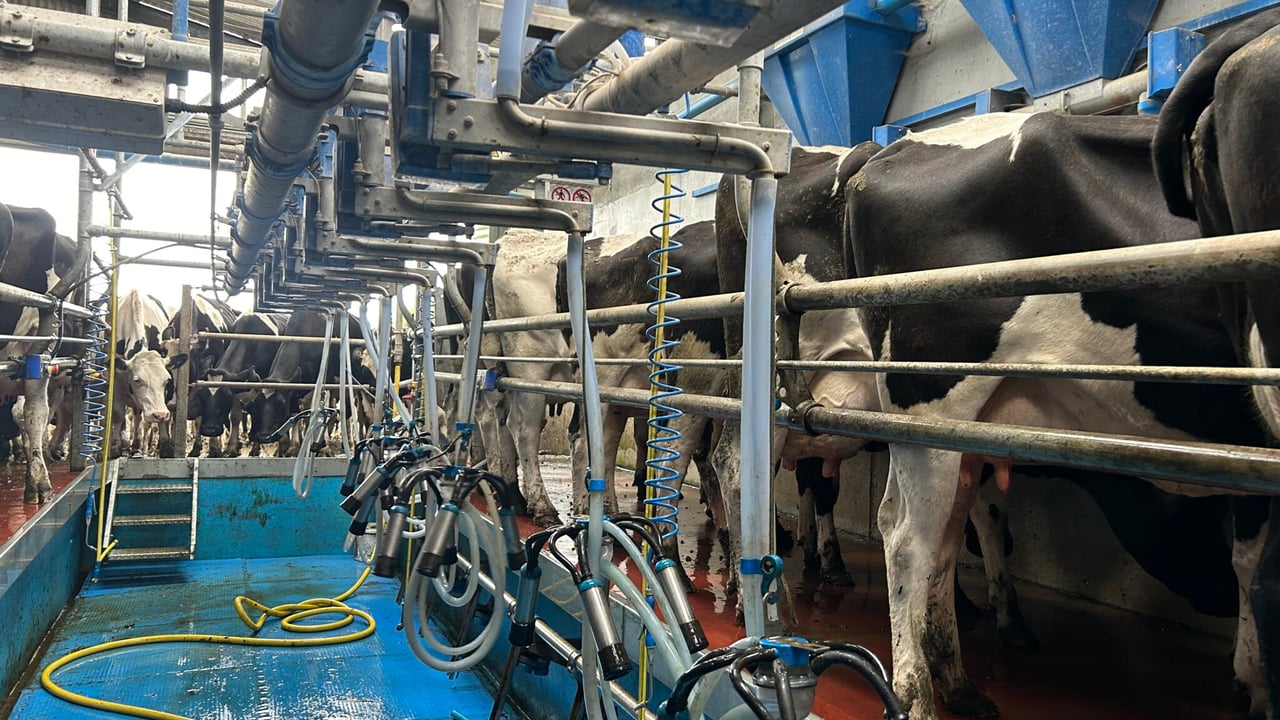Is once-a-day milking the right option for you this spring?