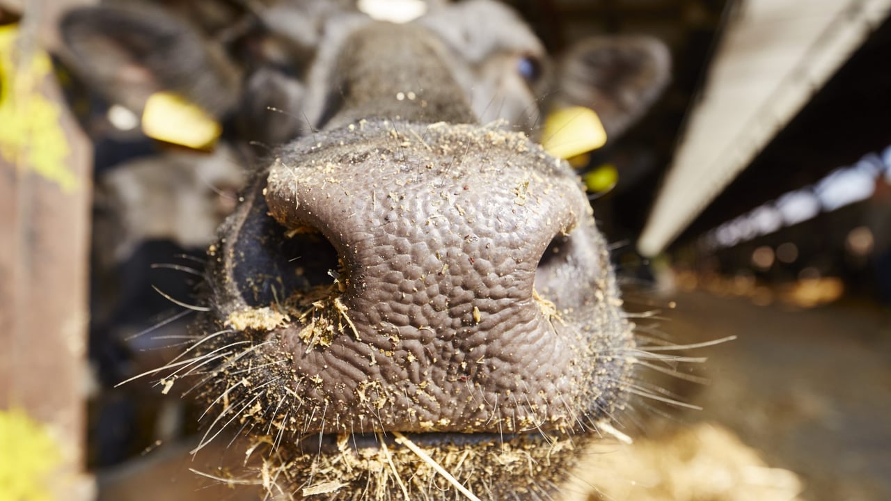 Financial support for pre-movement testing in NI bluetongue control zone
