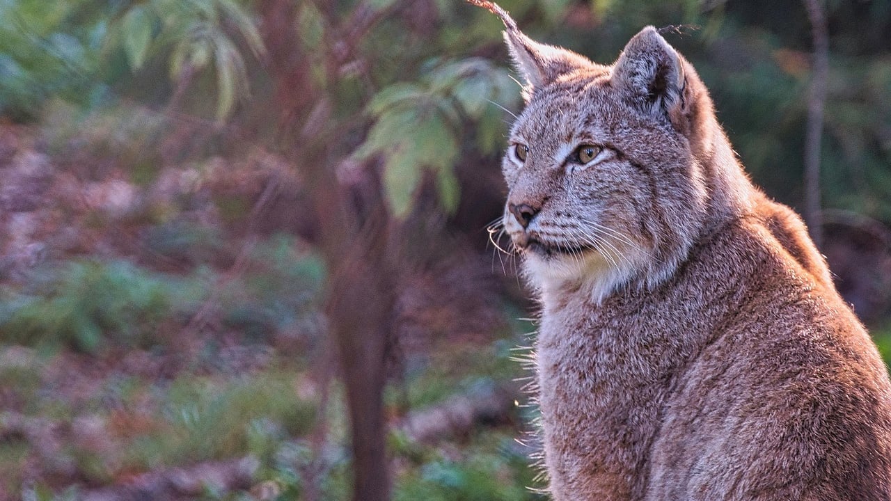 Scottish govt rule out lynx reintroduction due to livestock concerns