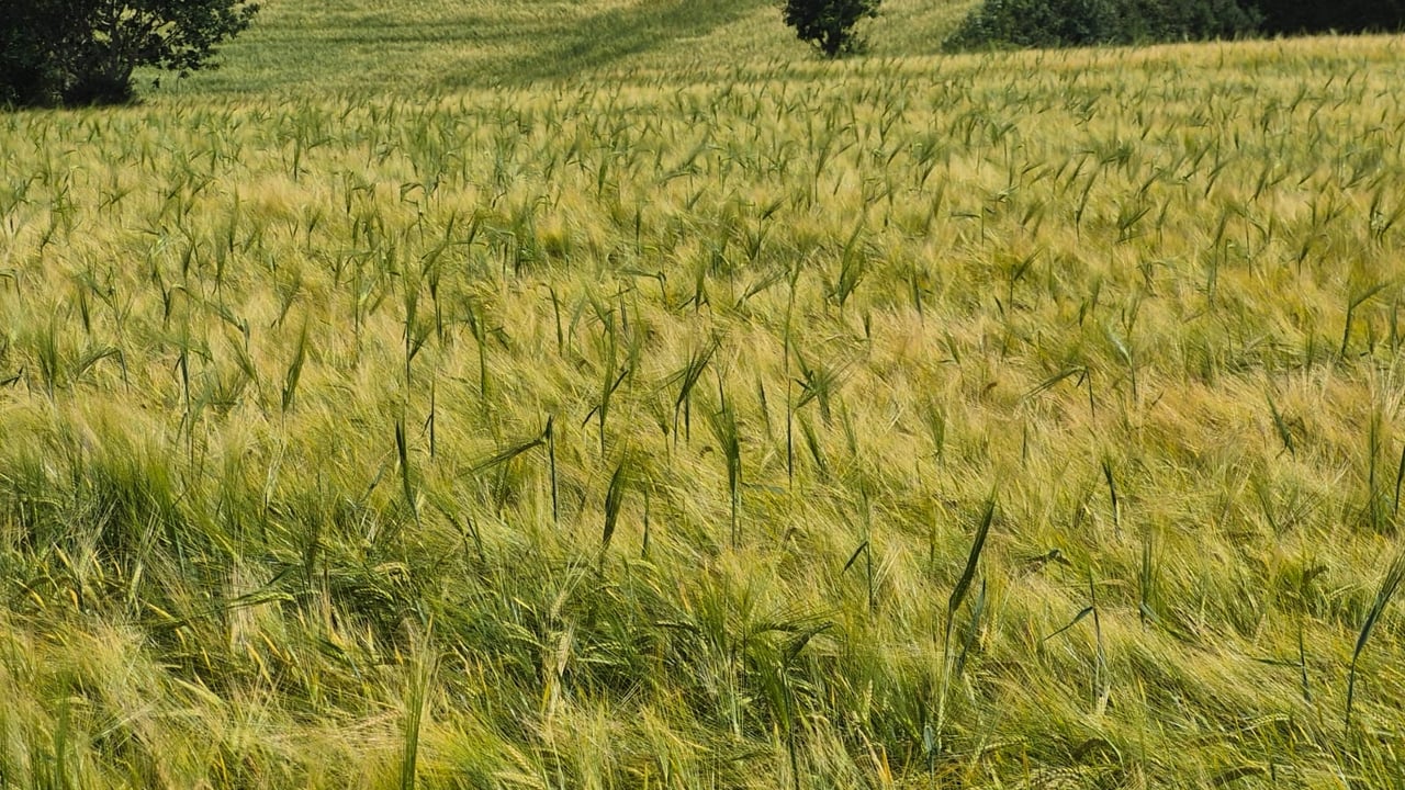 Plants use ‘mechanical strategies’ to push through soil – study