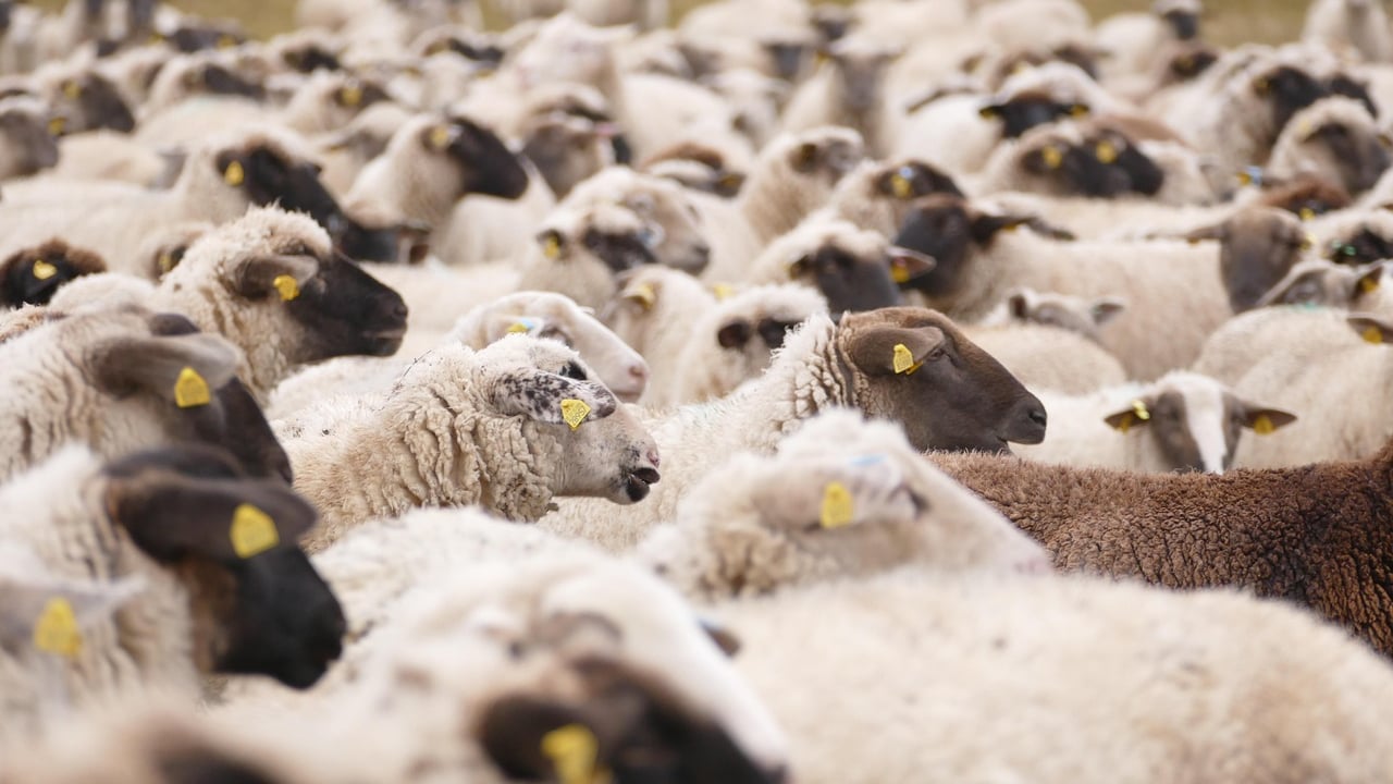NSA launches new survey into livestock worrying