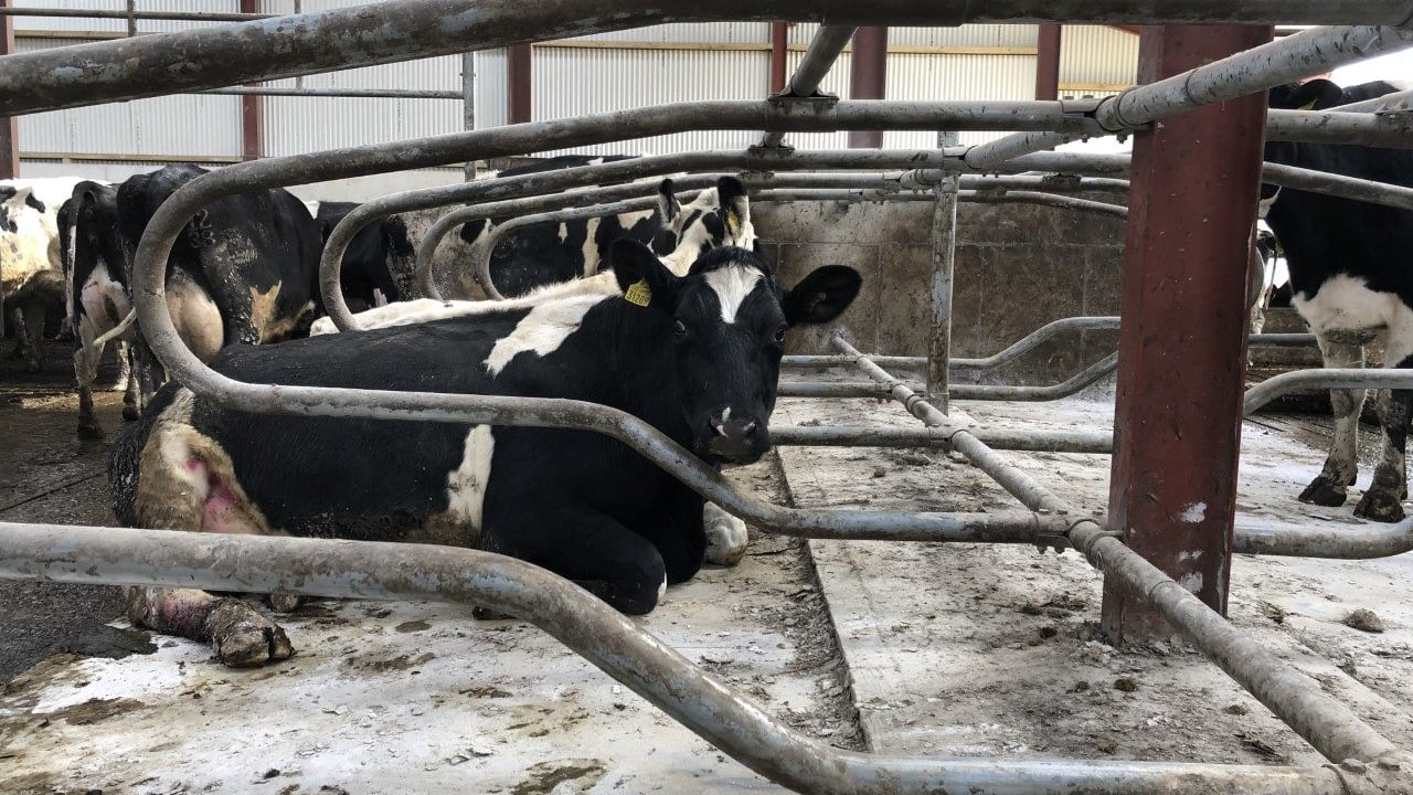 Dairy advice: Preventing mastitis during calving