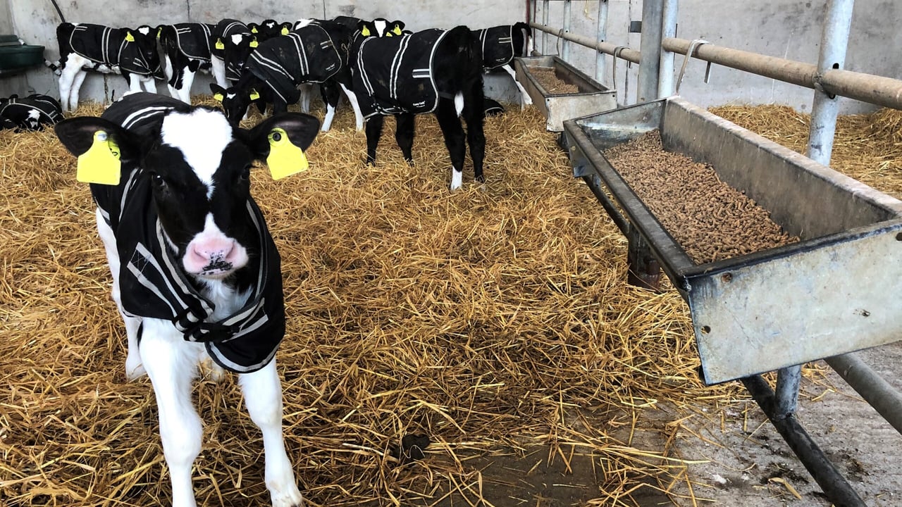 Getting starter ration into newborn calves this spring