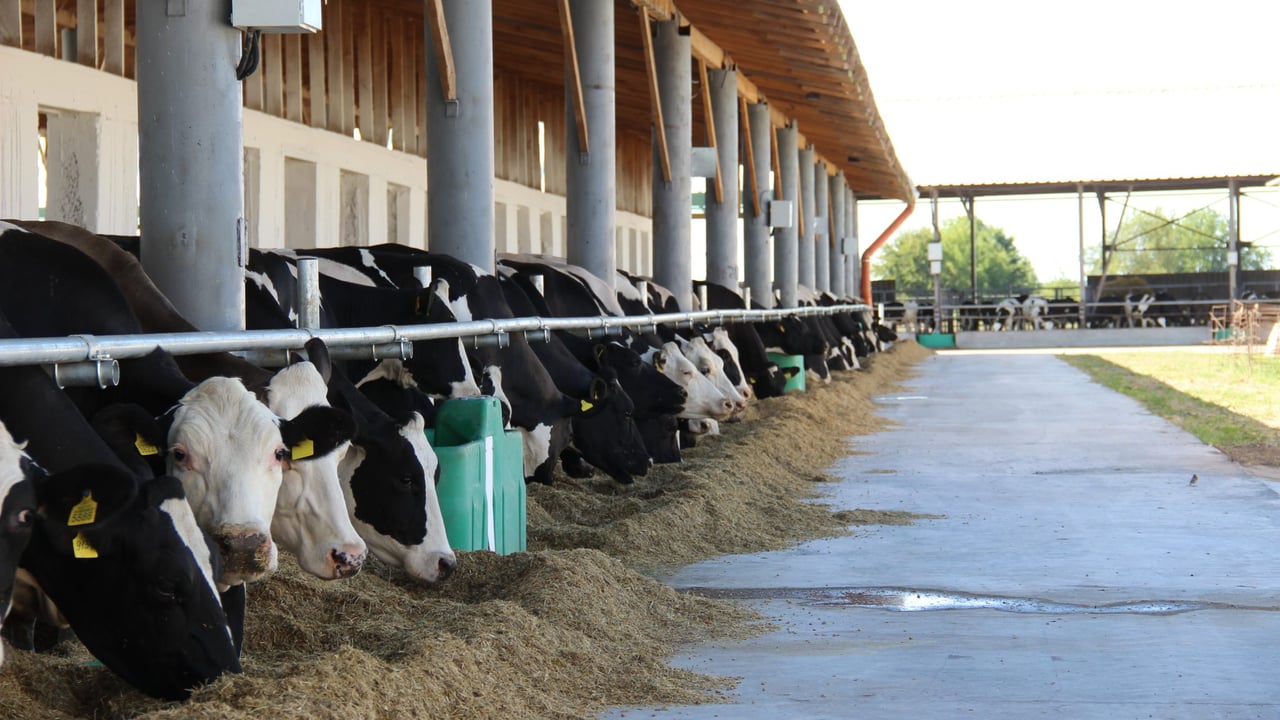 The challenge of milking cows near the front line in Ukraine