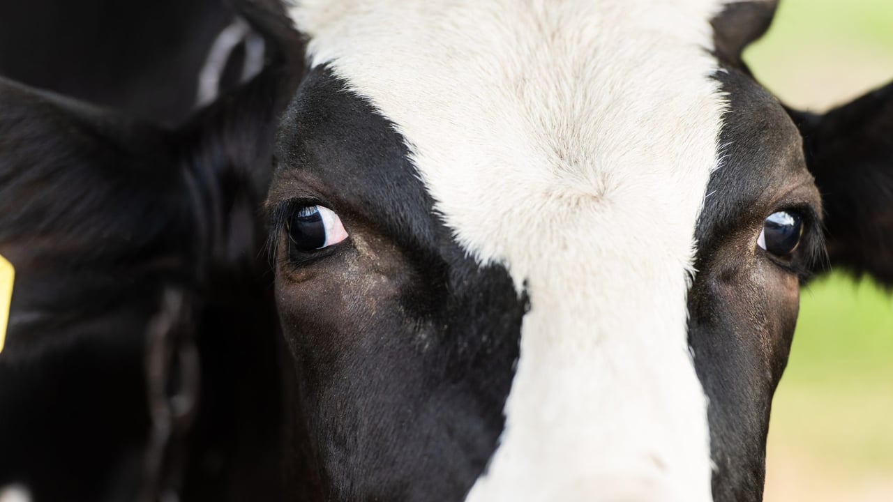 New BVD movement restrictions in NI from March
