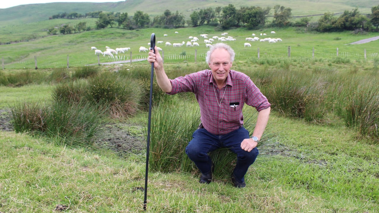 Vaccinating flock against bluetongue ‘obvious step to take’ – sheep breeder