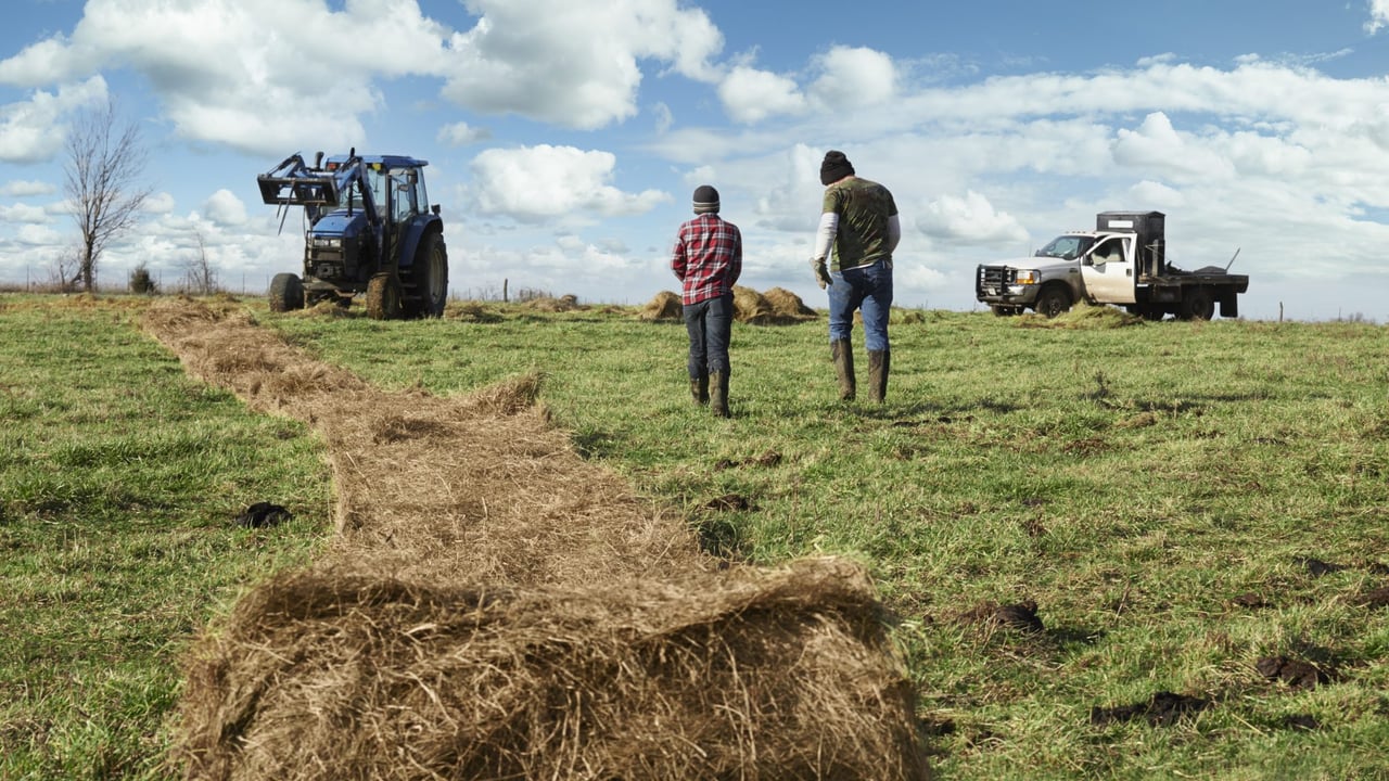 ‘No meaningful support’ for young NI farmers this year – UFU