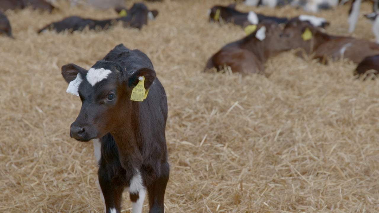 Reminder: Watch out for bloat as spring calving progresses