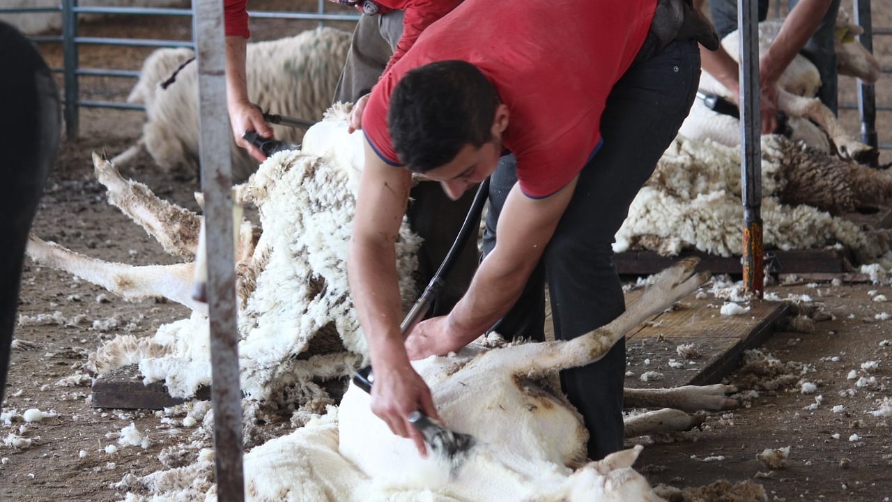 UK sheep sector facing ‘looming animal welfare crisis’ over lack of shearers