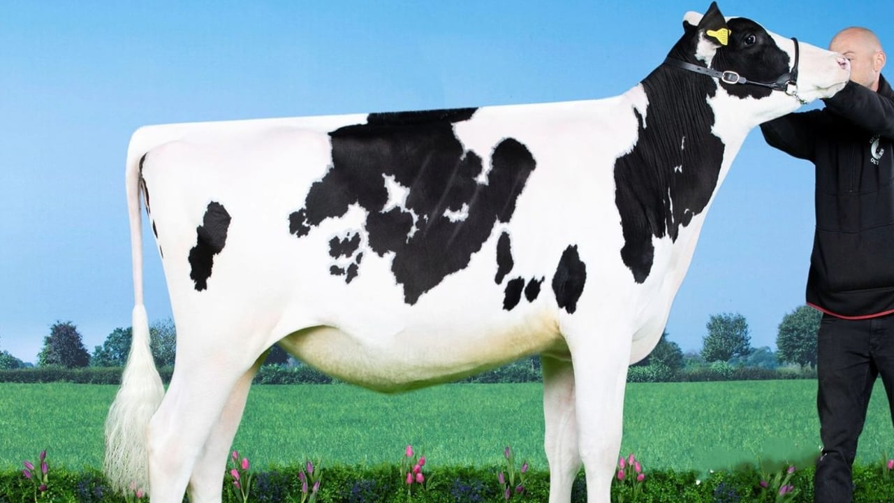 NI farm pays £10,000 at Global Connection Sale