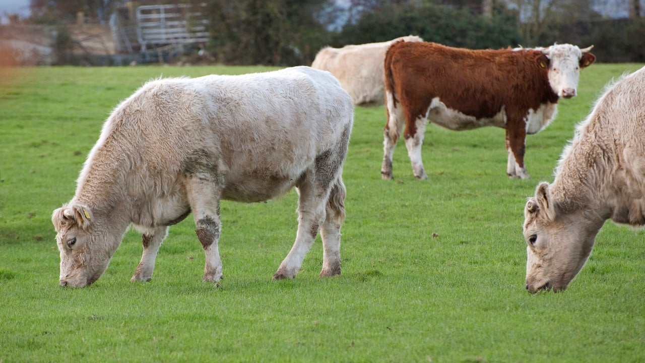 Small NI beef farms acutely exposed to bTB testing costs – report