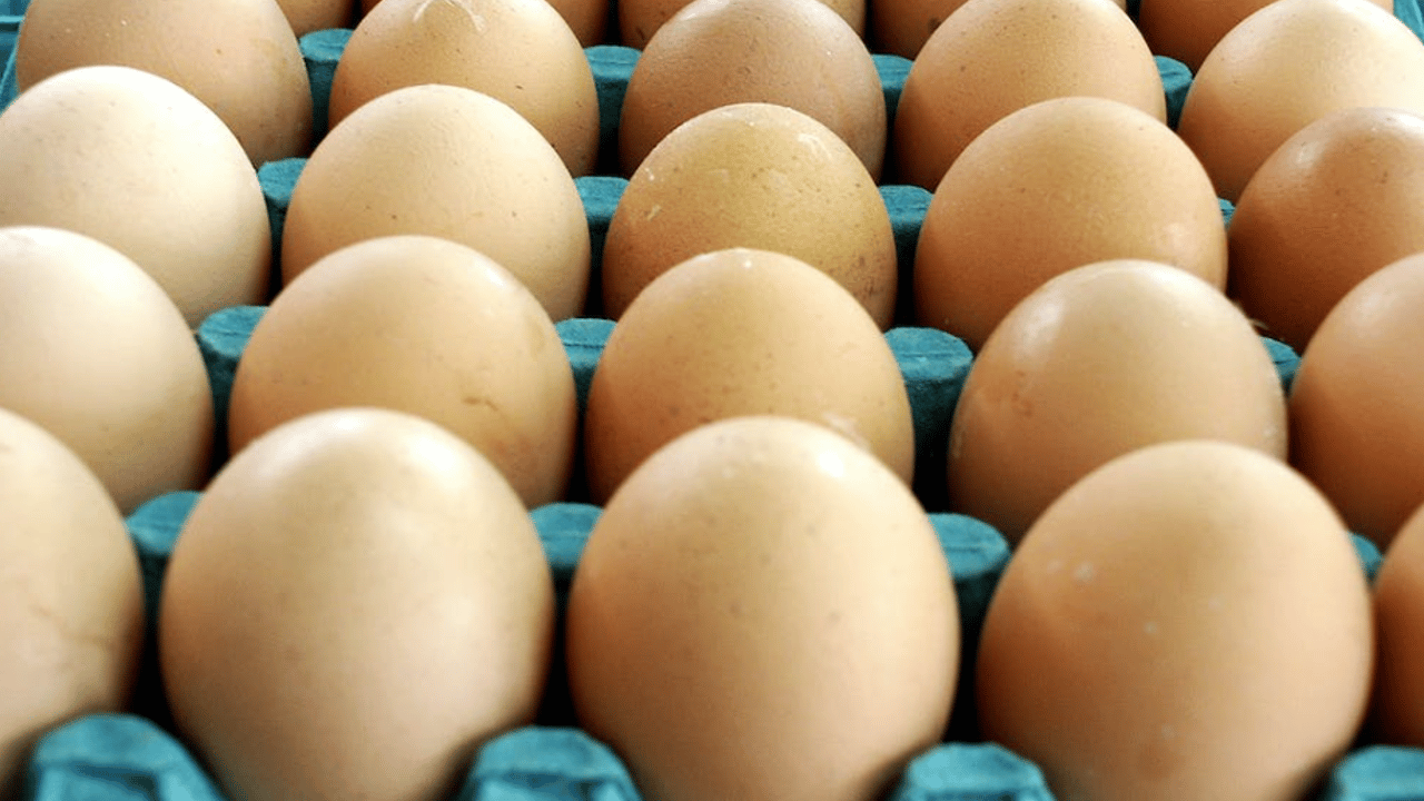 Rabobank: Strong outlook for European poultry