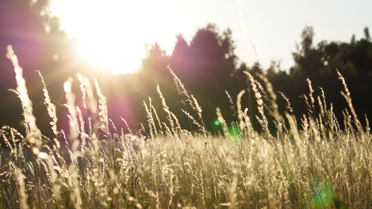 Interim chair appointed to nature conservation council
