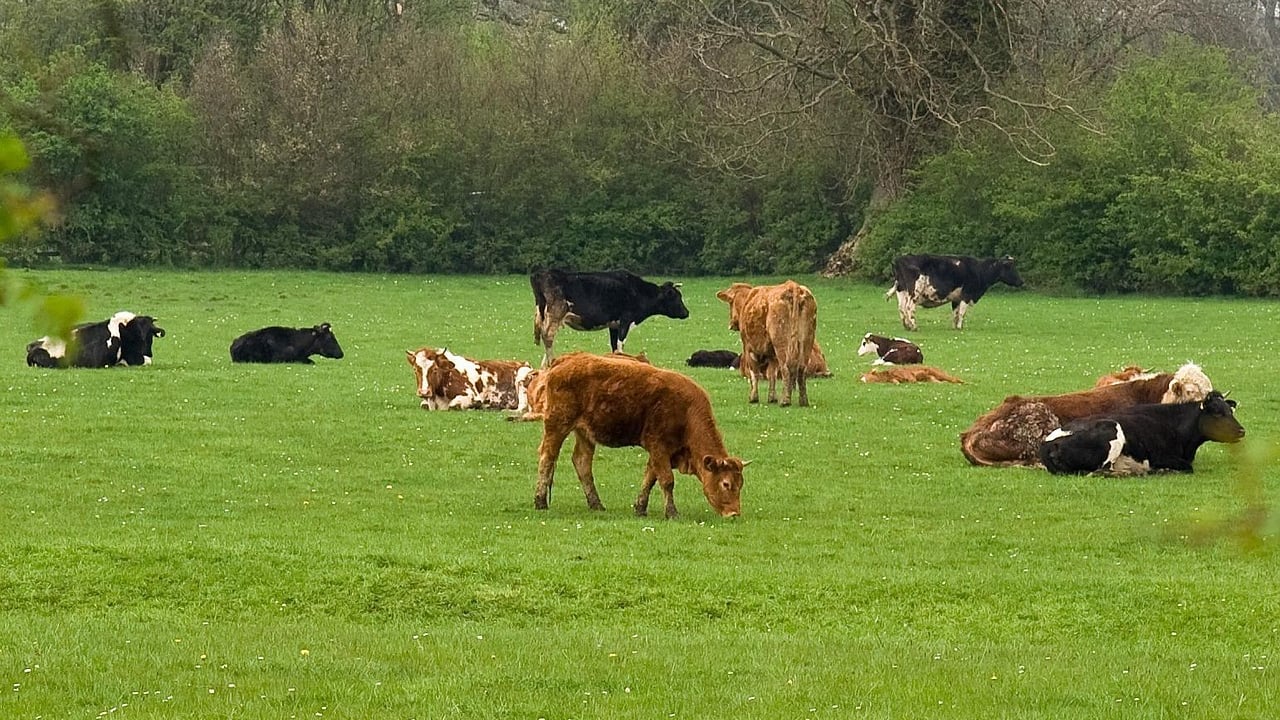 UK breeding cattle and sheep populations continue to decline