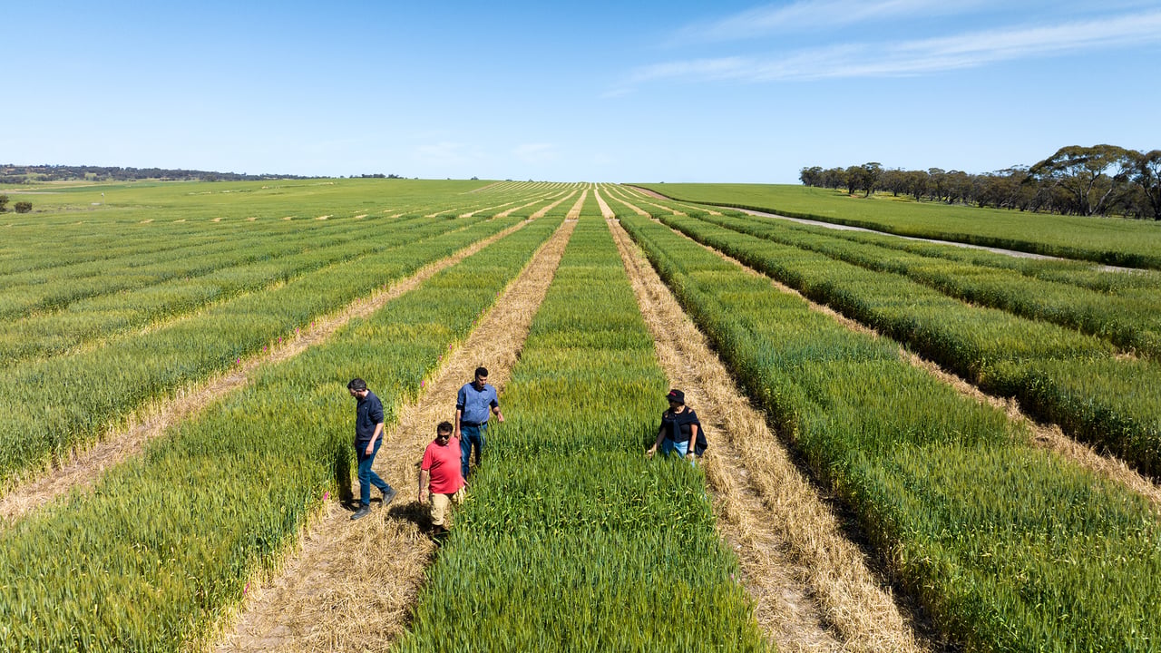 Australian fertiliser efficiency use in the spotlight as supplies collapse