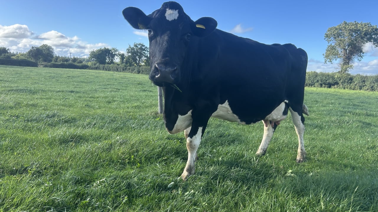 Spring grazing: Risk of negative energy balance