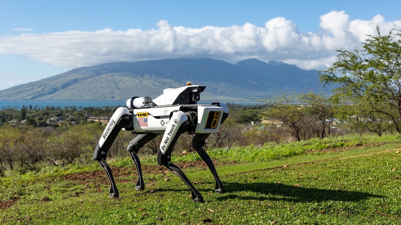 High tech robotic dogs guarding valuable corn crops