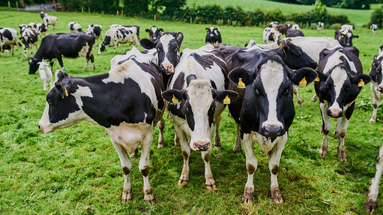 What does less protein and nitrogen mean for methane?