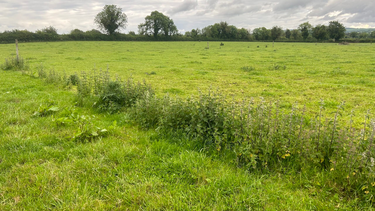 Weed control needed as warm weather drives growth