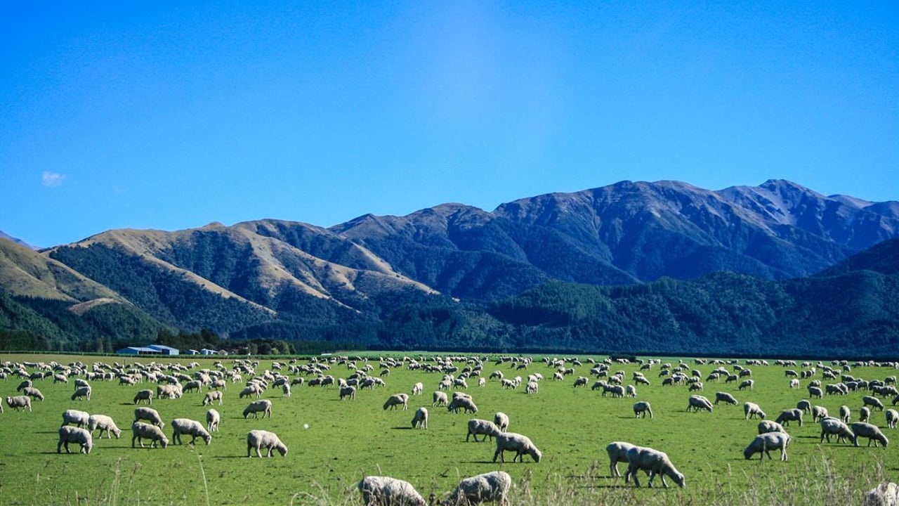 NZ sheep and beef farm profit expected to jump 96% year-on-year