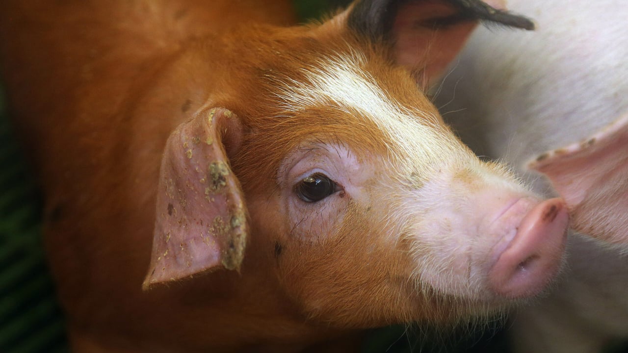 How does birth order affect piglet survival rates?