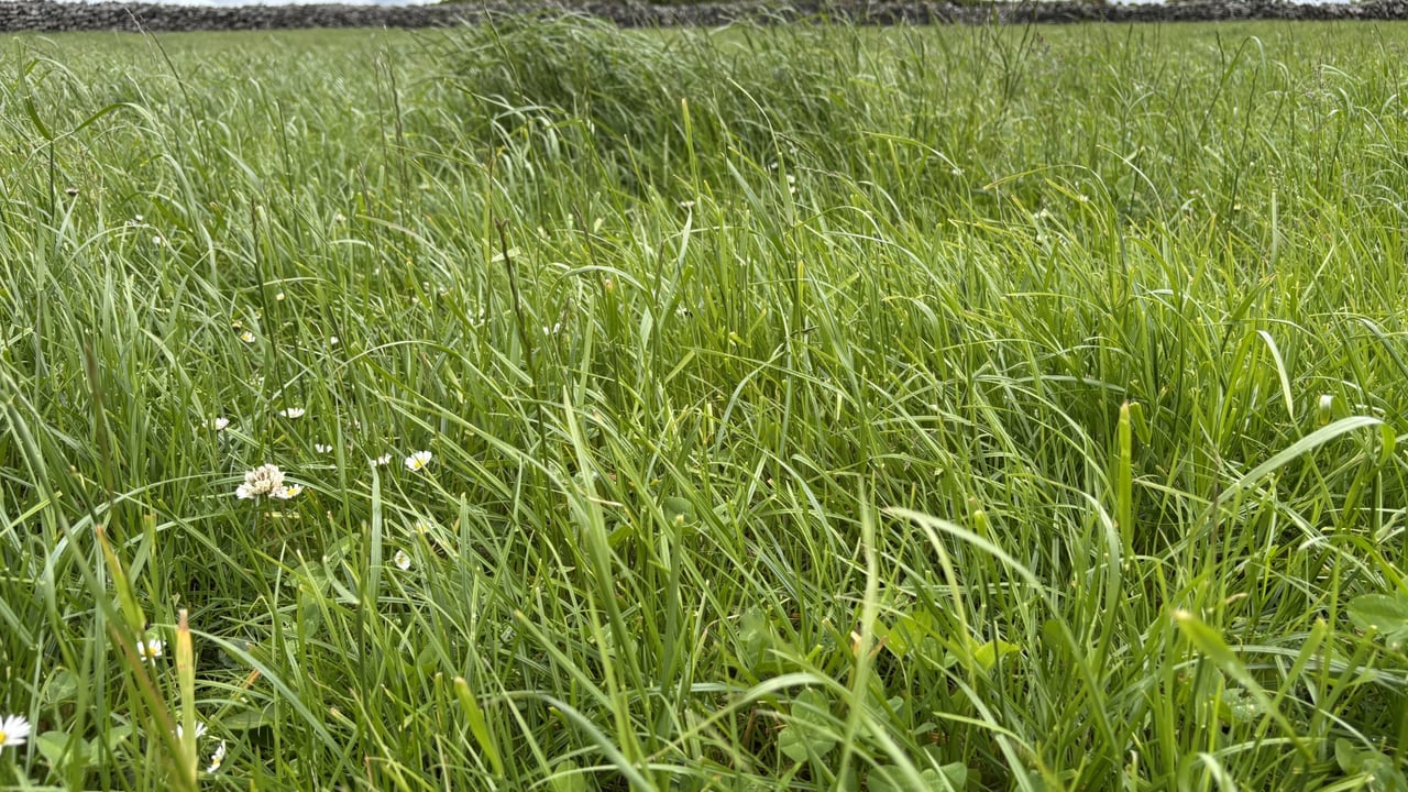 How the first grazing determines the success of spring reseeds