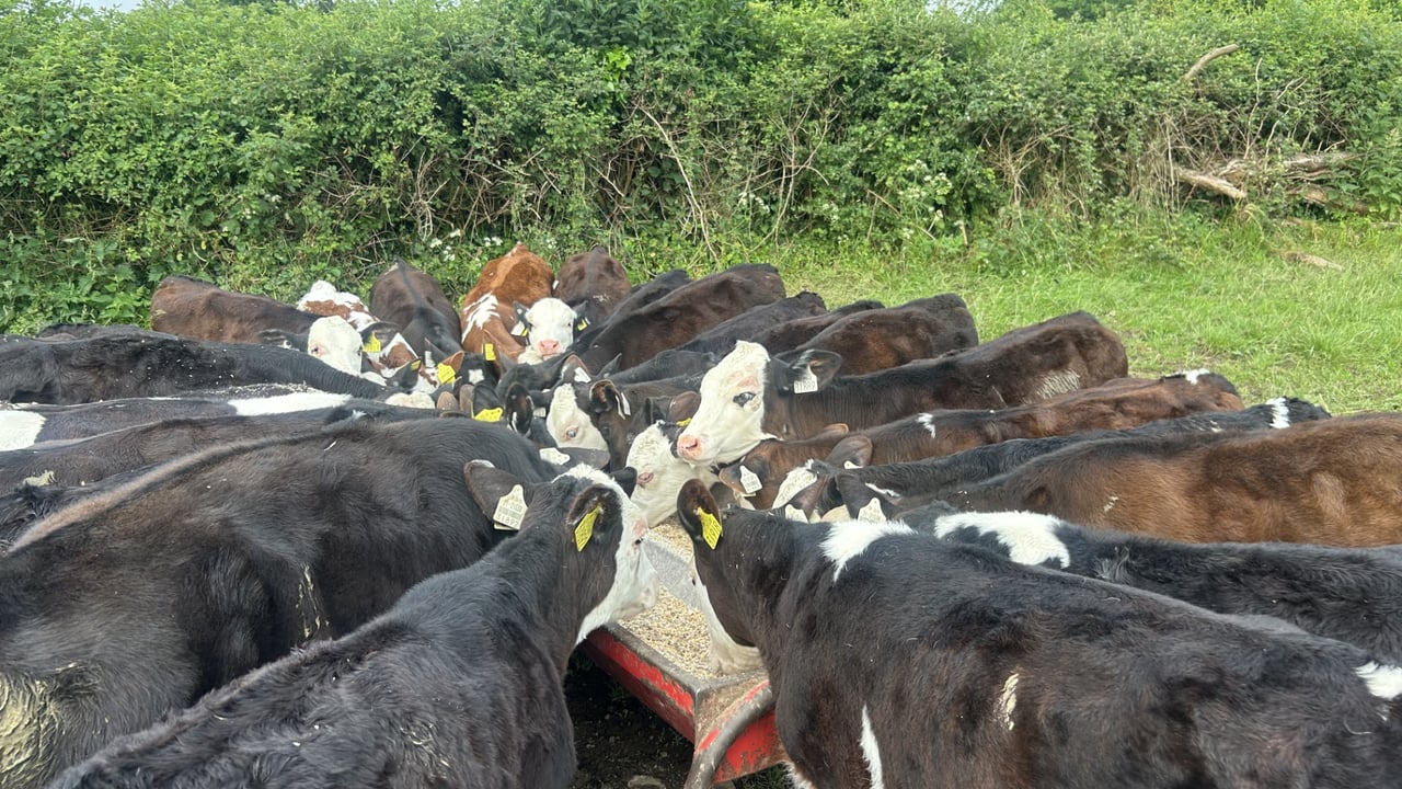 Watching out for summer scour as last of calves get to grass