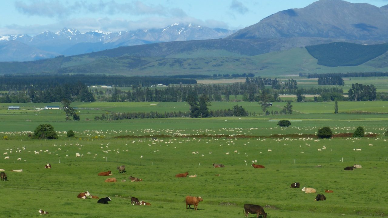 NZ red meat sector aims to grow exports to $23bn by 2035
