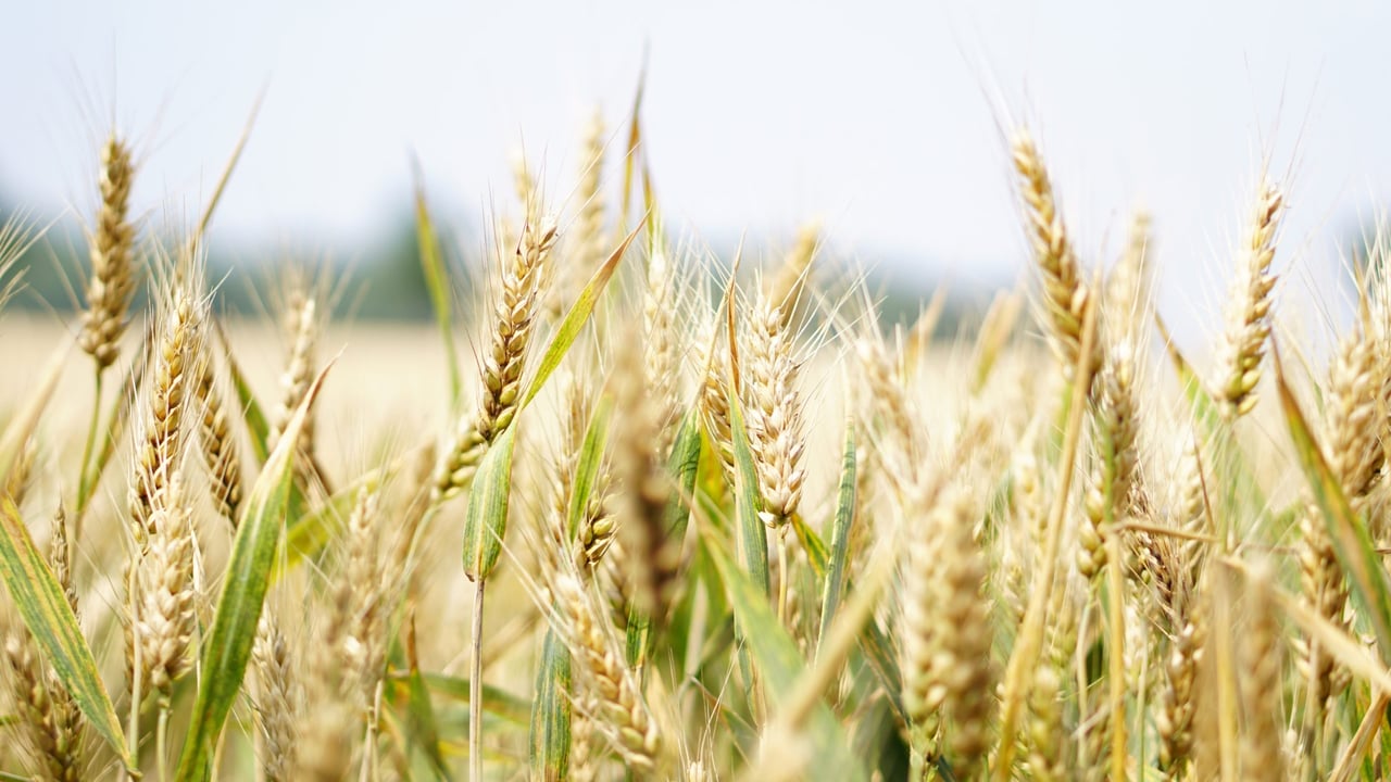 FAO: World food prices ‘broadly stable’ in May