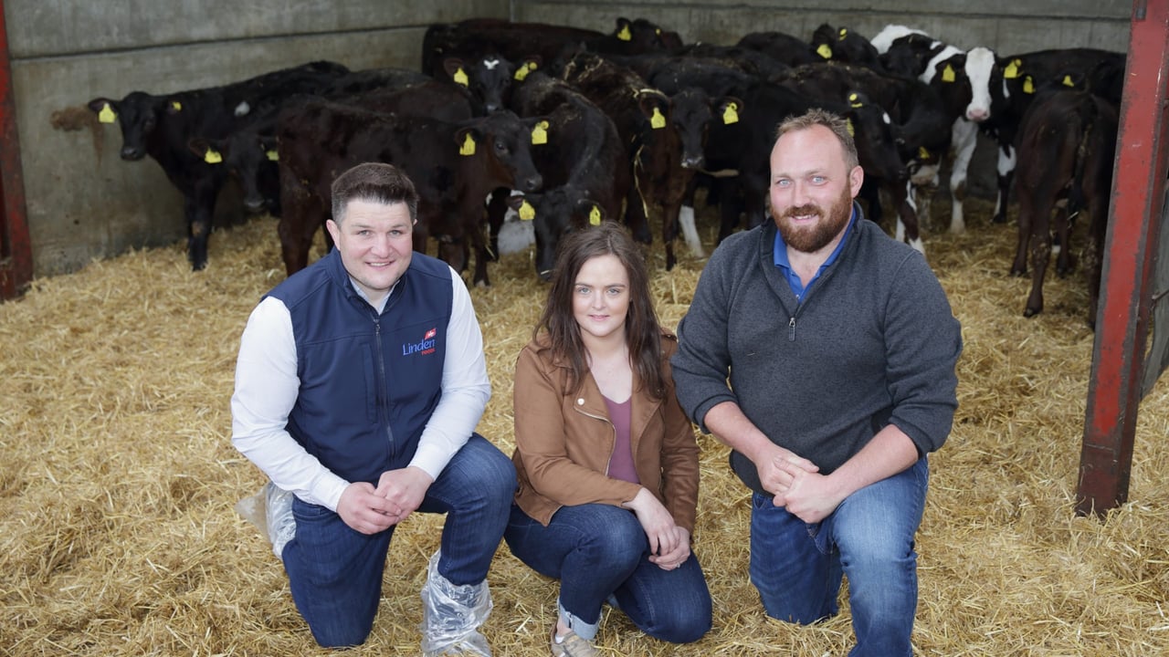ABP to further develop NI integrated dairy calf-to-beef system