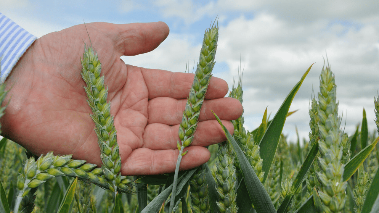 New generation of fungicide leads identified by researchers