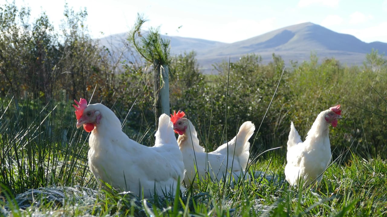 UK supermarket switches to white eggs to ‘lower carbon footprint’