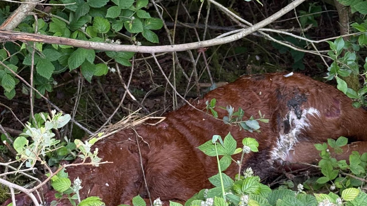 DAERA appeals for information on dumping of dead animals