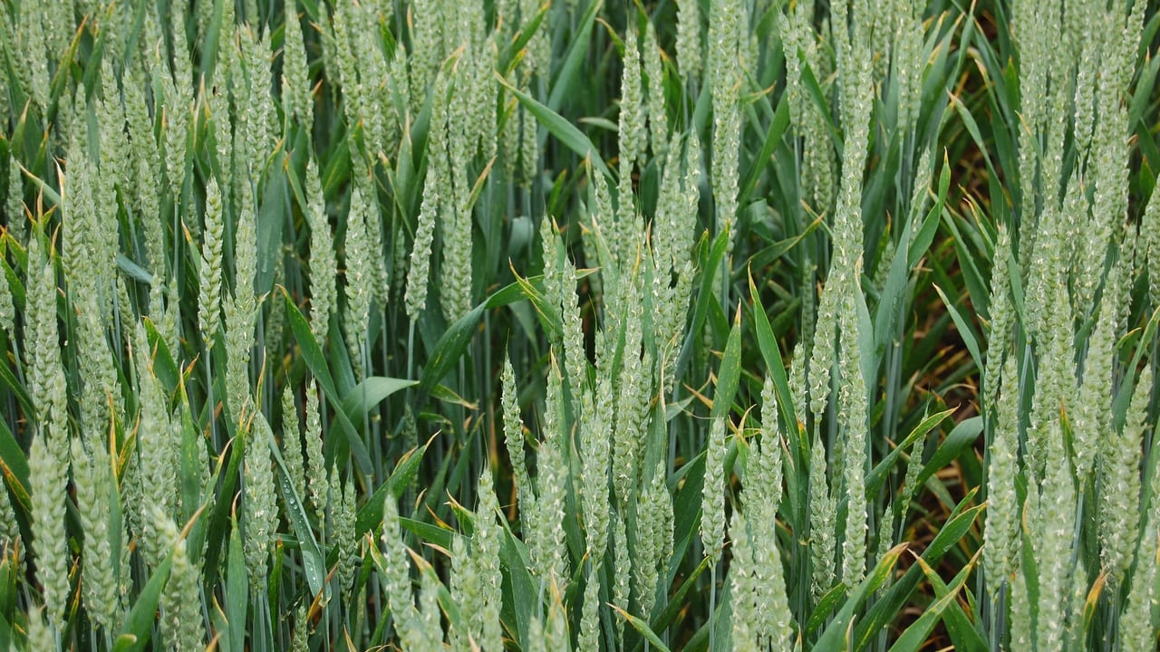 June rains boosted potential of UK winter wheat crops – AHDB officer
