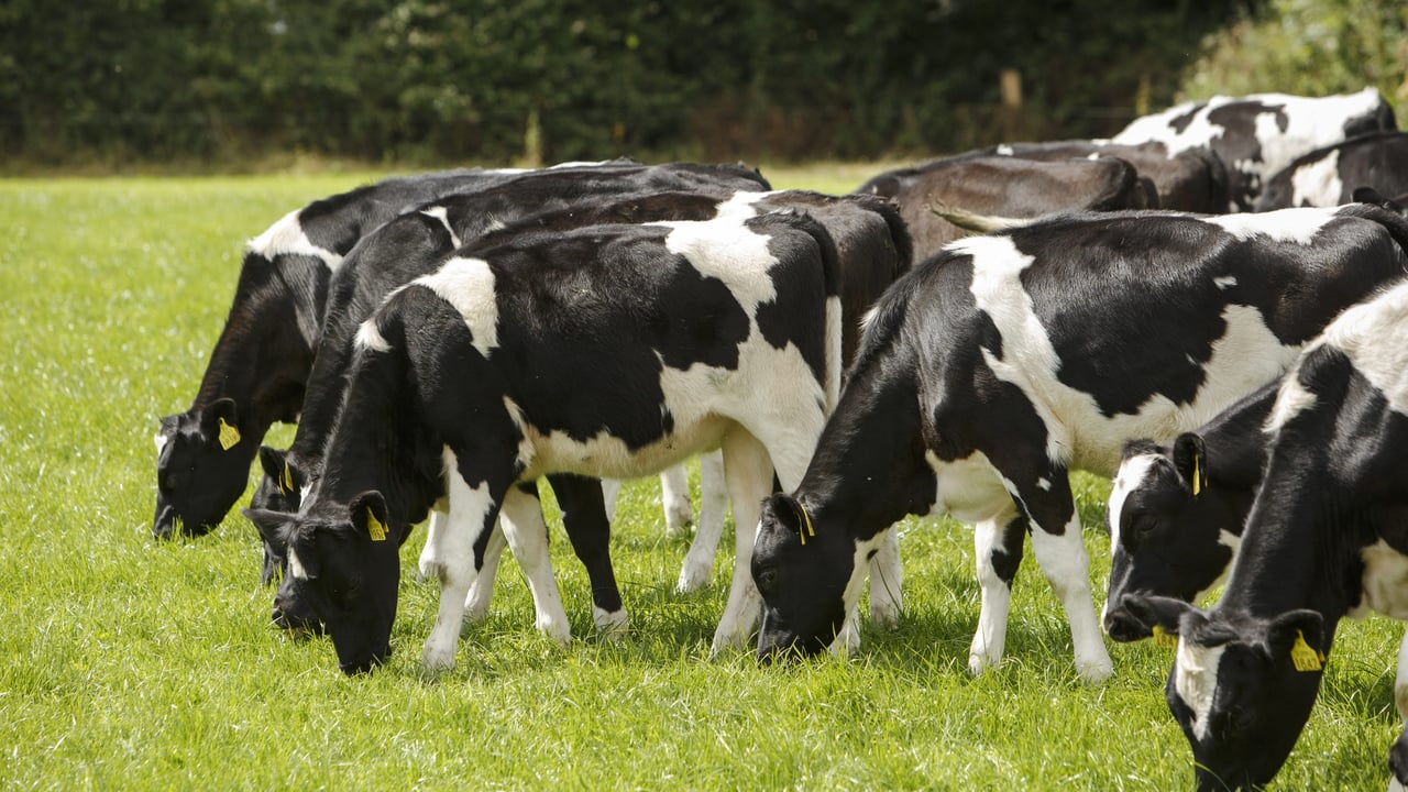 ‘Volatile’ prices key challenge for NI agriculture – Danske Bank