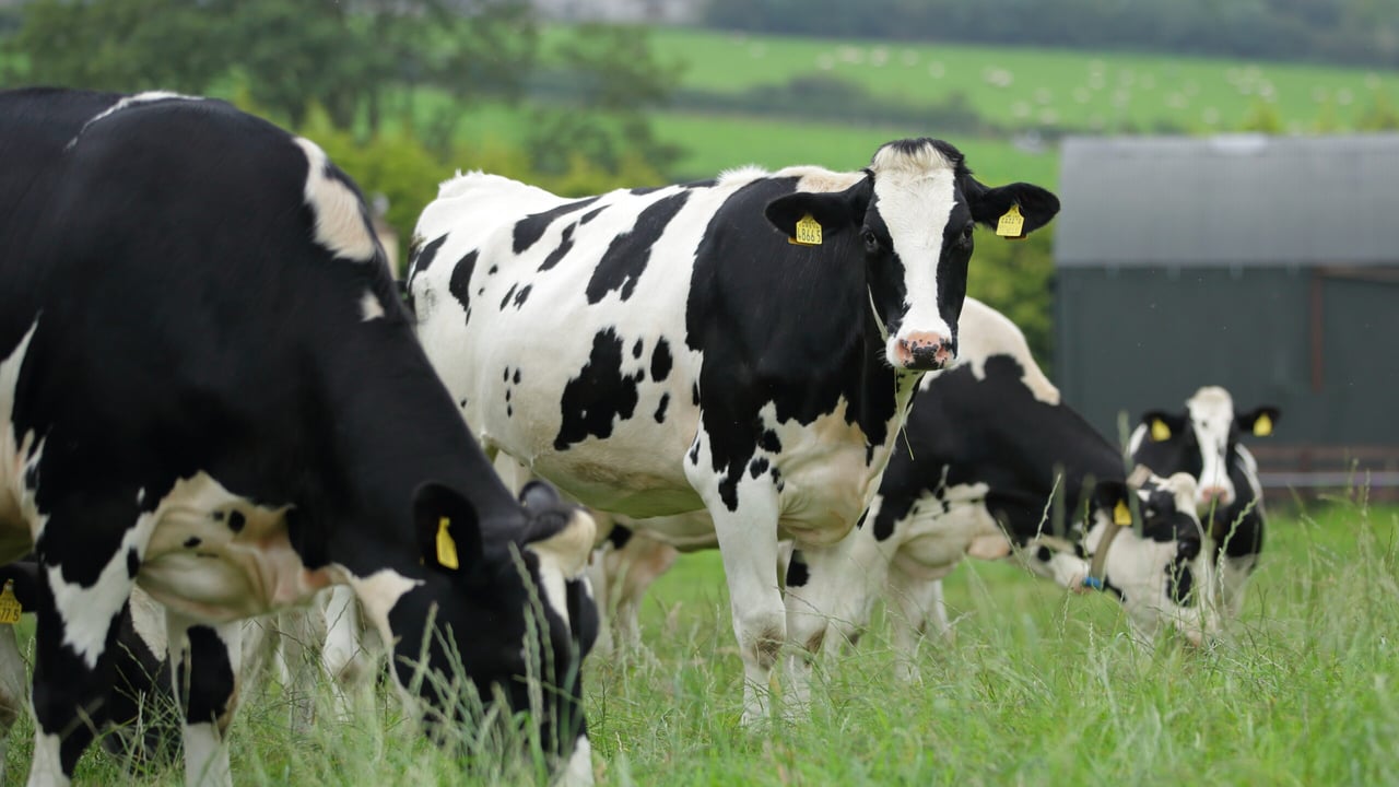 Is the risk of a dairy heifer shortage still looming?