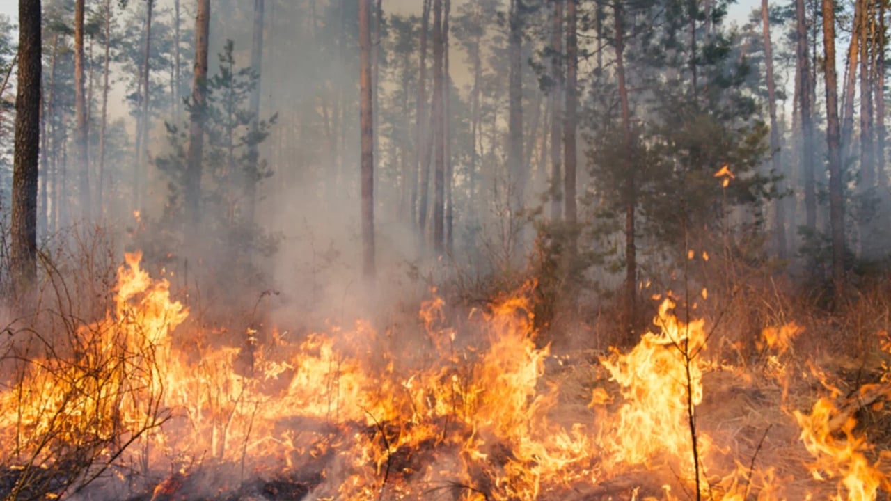 French farmers join frontline fight against wildfires