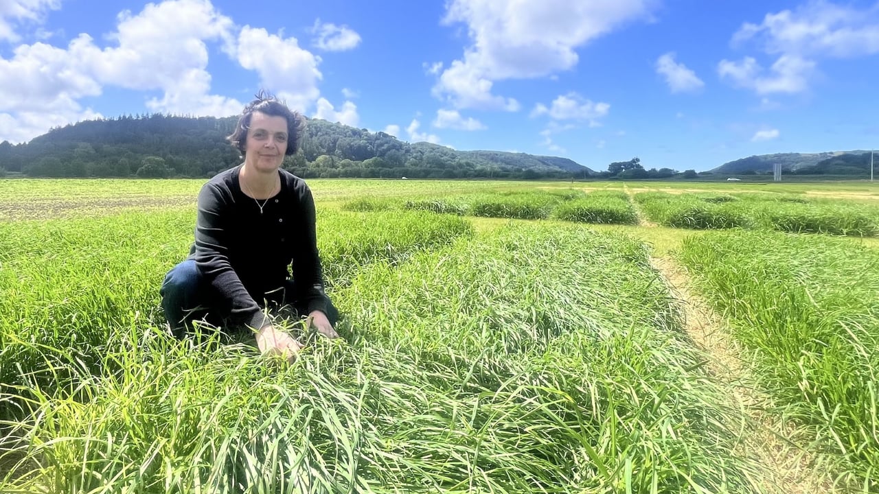 New appointment to lead research into plant breeding