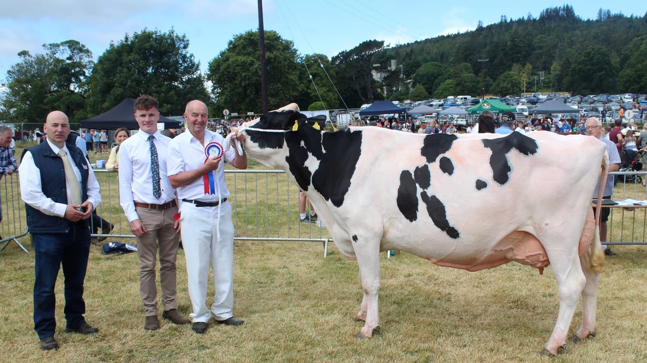 Holstein fifth calver earns plaudits at Castlewellan Show 2026