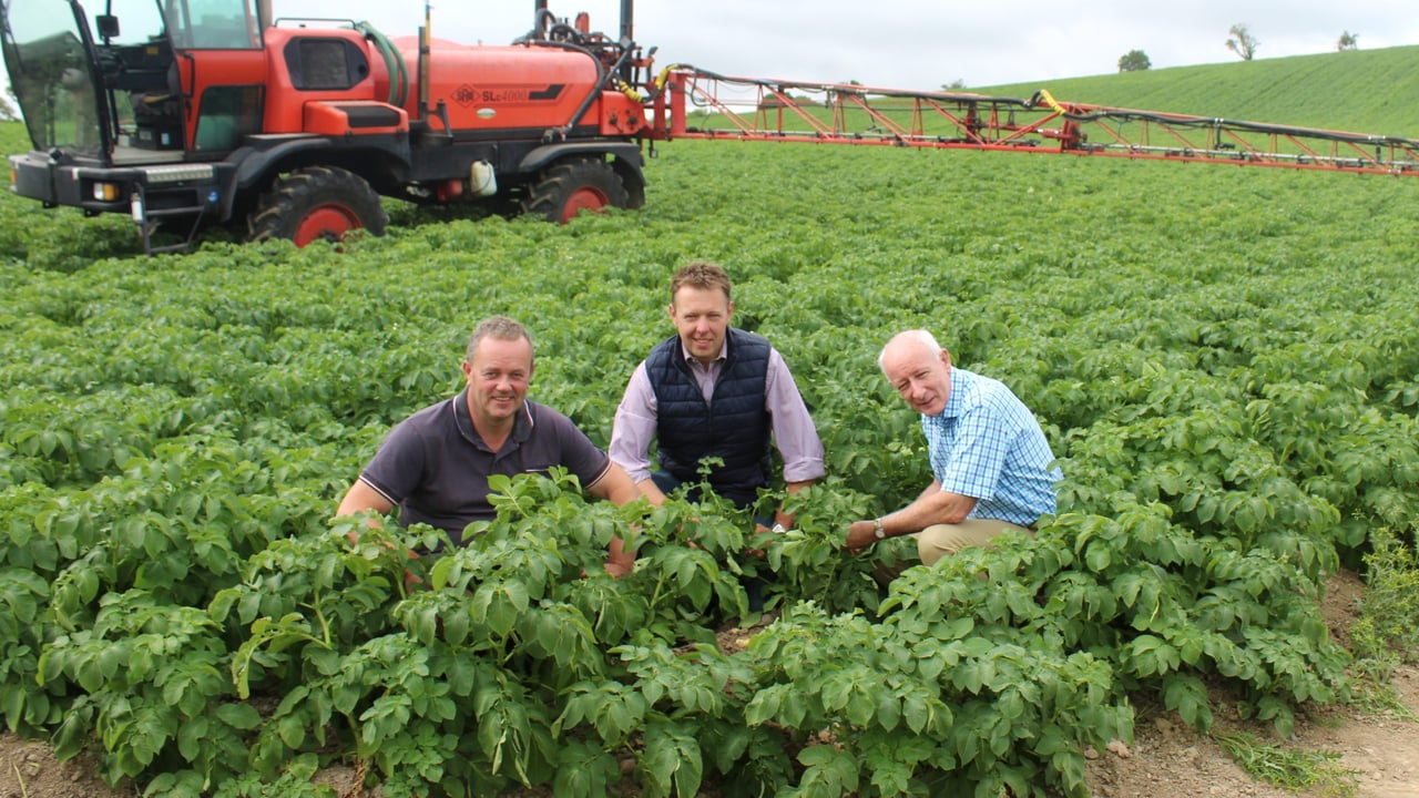 How can the carbon footprint of potato crops be reduced?